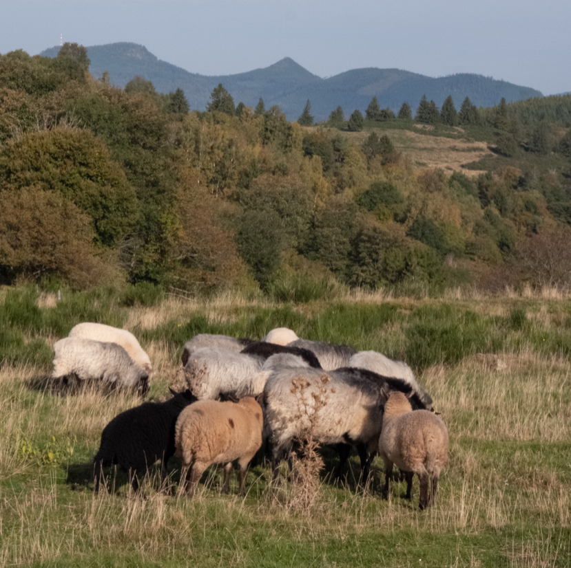 schapen donon massif des vosges